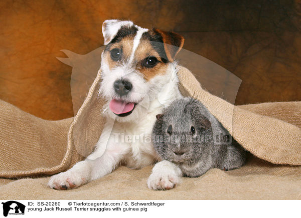 junger Parson Russell Terrier und Meerschwein / young Parson Russell Terrier and guinea pig / SS-20260
