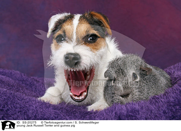 junger Parson Russell Terrier und Meerschwein / young Parson Russell Terrier and guinea pig / SS-20275