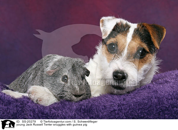 young Jack Russell Terrier snuggles with guinea pig / SS-20279