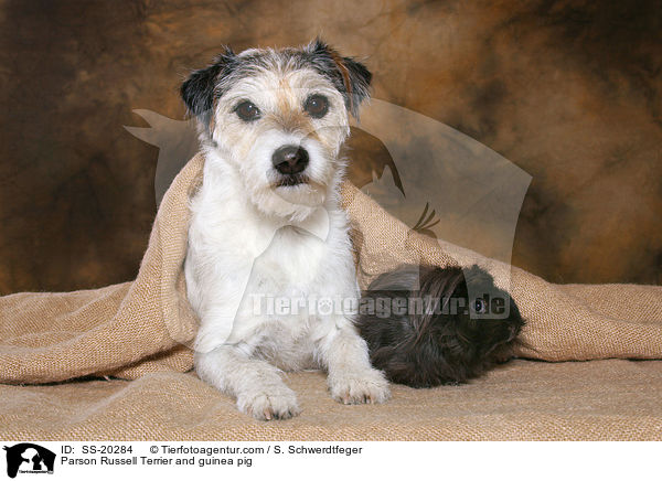 Parson Russell Terrier and guinea pig / SS-20284