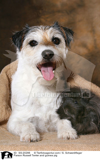 Parson Russell Terrier and guinea pig / SS-20286