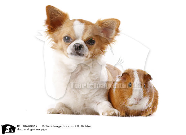 Hund und Meerschweinchen / dog and guinea pigs / RR-60612