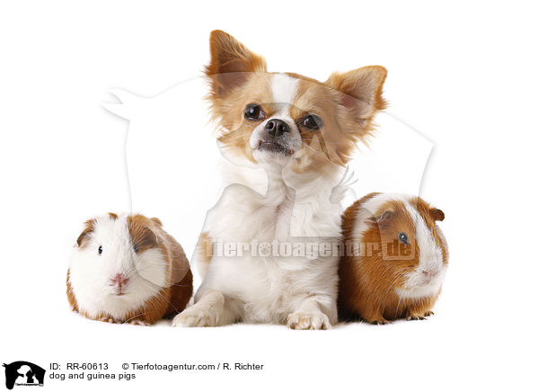 dog and guinea pigs / RR-60613