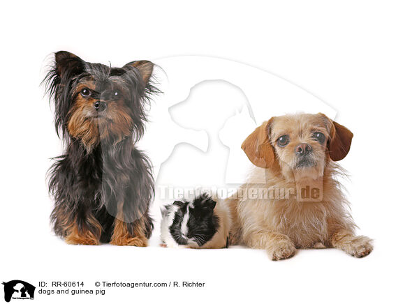 Hunde und Meerschweinchen / dogs and guinea pig / RR-60614