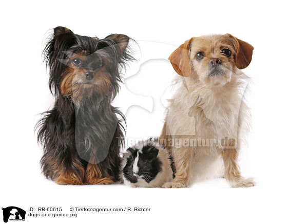 dogs and guinea pig / RR-60615