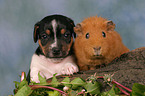 puppy and guinea pig