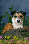 dog and guinea pig