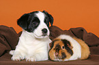 Mongrel puppy and guinea pig