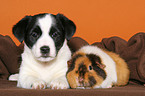 Mongrel puppy and guinea pig