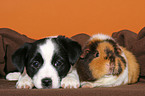 Mongrel puppy snuggles with guinea pig