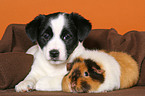 Mongrel puppy snuggles with guinea pig