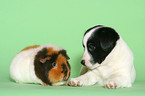 Mongrel puppy and guinea pig