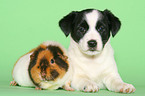 Mongrel puppy and guinea pig