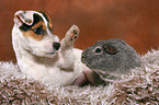 young Jack Russell Terrier and guinea pig