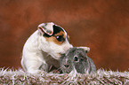 young Jack Russell Terrier and guinea pig