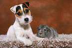 young Jack Russell Terrier and guinea pig