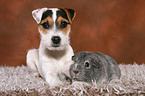 young Jack Russell Terrier and guinea pig