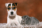 young Jack Russell Terrier and guinea pig