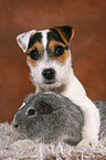 young Jack Russell Terrier and guinea pig