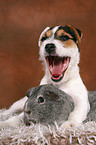 young Jack Russell Terrier and guinea pig