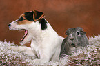 young Jack Russell Terrier and guinea pig