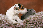young Jack Russell Terrier and guinea pig