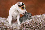 young Jack Russell Terrier and guinea pig