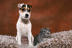 young Jack Russell Terrier and guinea pig