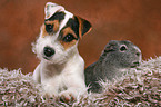 young Jack Russell Terrier and guinea pig