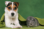 young Jack Russell Terrier and guinea pig