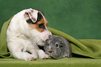 young Jack Russell Terrier and guinea pig