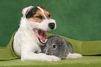 young Jack Russell Terrier and guinea pig