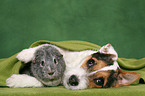 young Jack Russell Terrier snuggles with guinea pig