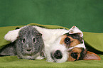 young Jack Russell Terrier snuggles with guinea pig