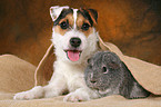 young Jack Russell Terrier snuggles with guinea pig