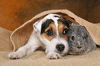 young Jack Russell Terrier snuggles with guinea pig