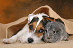 young Jack Russell Terrier snuggles with guinea pig