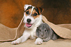 young Jack Russell Terrier snuggles with guinea pig
