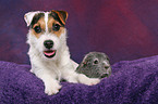 young Jack Russell Terrier and guinea pig