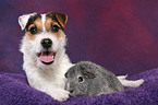 young Jack Russell Terrier snuggles with guinea pig