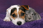 young Jack Russell Terrier snuggles with guinea pig