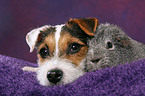 young Jack Russell Terrier snuggles with guinea pig