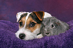 young Jack Russell Terrier snuggles with guinea pig