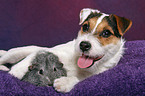 young Jack Russell Terrier snuggles with guinea pig