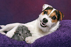 young Jack Russell Terrier snuggles with guinea pig