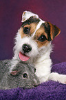 young Jack Russell Terrier snuggles with guinea pig