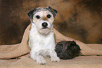 Parson Russell Terrier and guinea pig