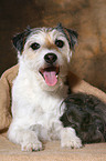 Parson Russell Terrier and guinea pig