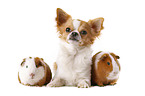 dog and guinea pigs