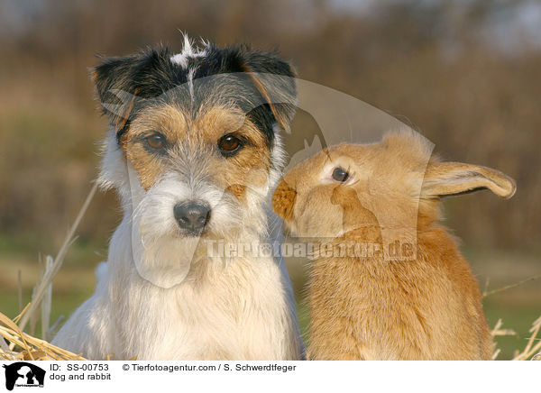 Hund und Kaninchen / dog and rabbit / SS-00753